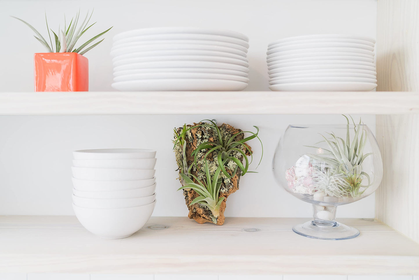 5 Pack Air Plants Velutina - Live Tillandsia Succulent House Plants - Available in Wholesale and Bulk - Home and Garden Decor - Easy Care Indoor and Outdoor Plants