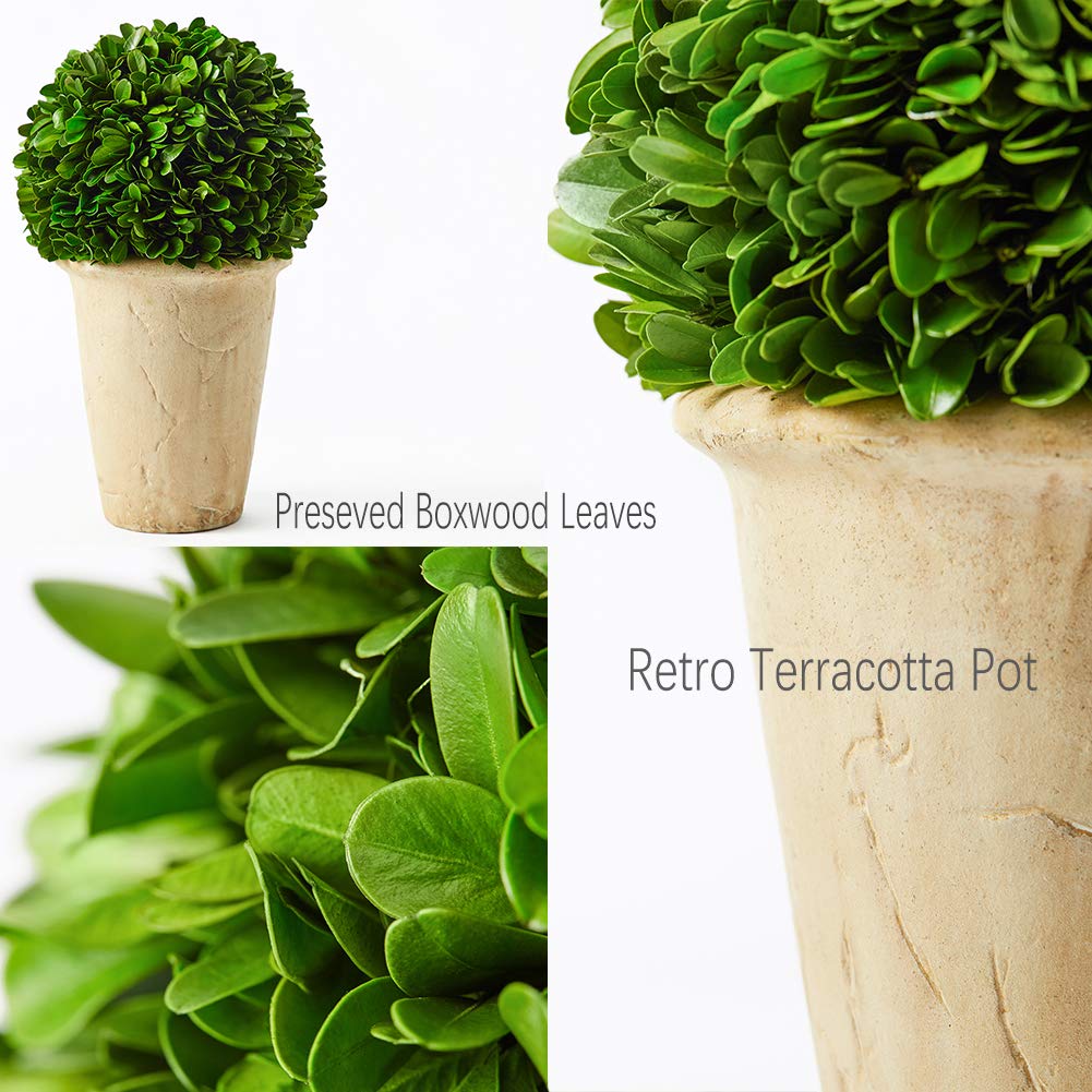 Real Preserved Boxwood Evergreen Potted Tree Globe Tree Topiary in Terracotta Planter, Home Hotel Office Decor Farmhouse (Boxwood Ball on Pot, 11 INCHES)