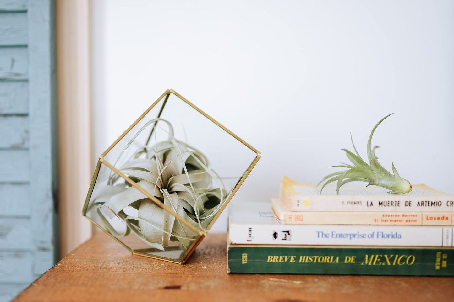 Air Plant Shop Fully Assembled Air Plant Cork Bark Displays - Wholesale and Bulk - Succulents - Live Tillandsia - Easy Care Indoor and Outdoor House Plants (Chunk)