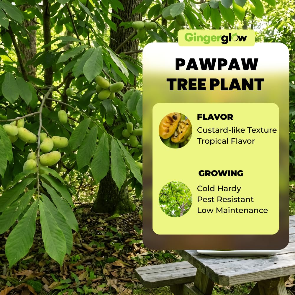 2 Pawpaw Tree Live Plants, 12-24 Inch Tall, Low Maintenance Deciduous Fruit Shrub, Robust Well-Rooted Native Plants for Garden, Dormant Plant