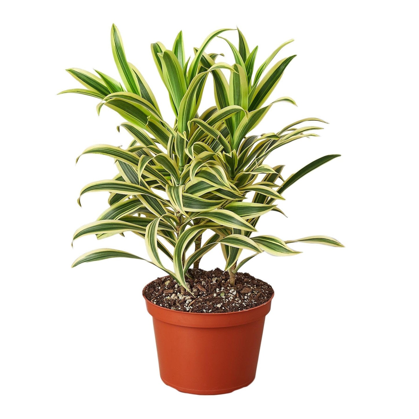 Dracaena 'Song of India' | Live Plant for Indoor & Outdoor | for Living Room, Office, Bathroom | (4" Pot)
