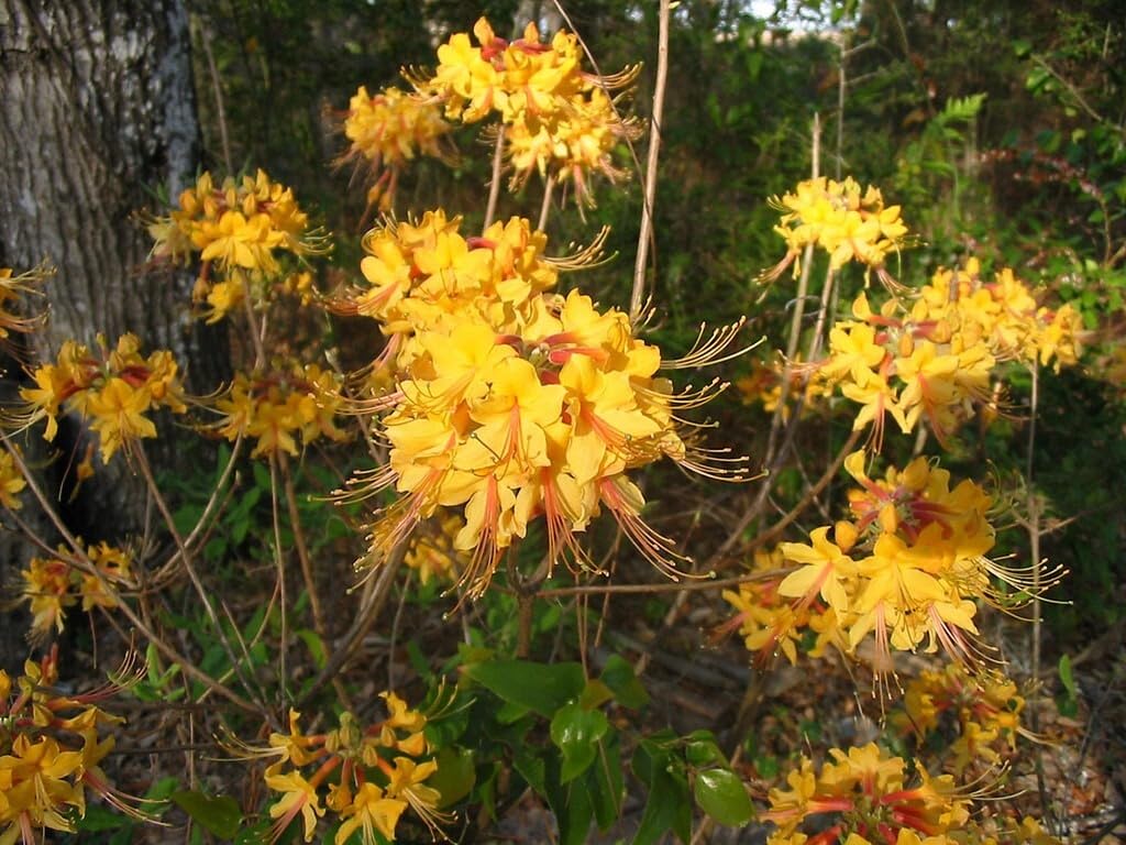 Live Plant - Fantastiquearomi Azalea Rhododendron Deciduous Small Starter Plantdormant!