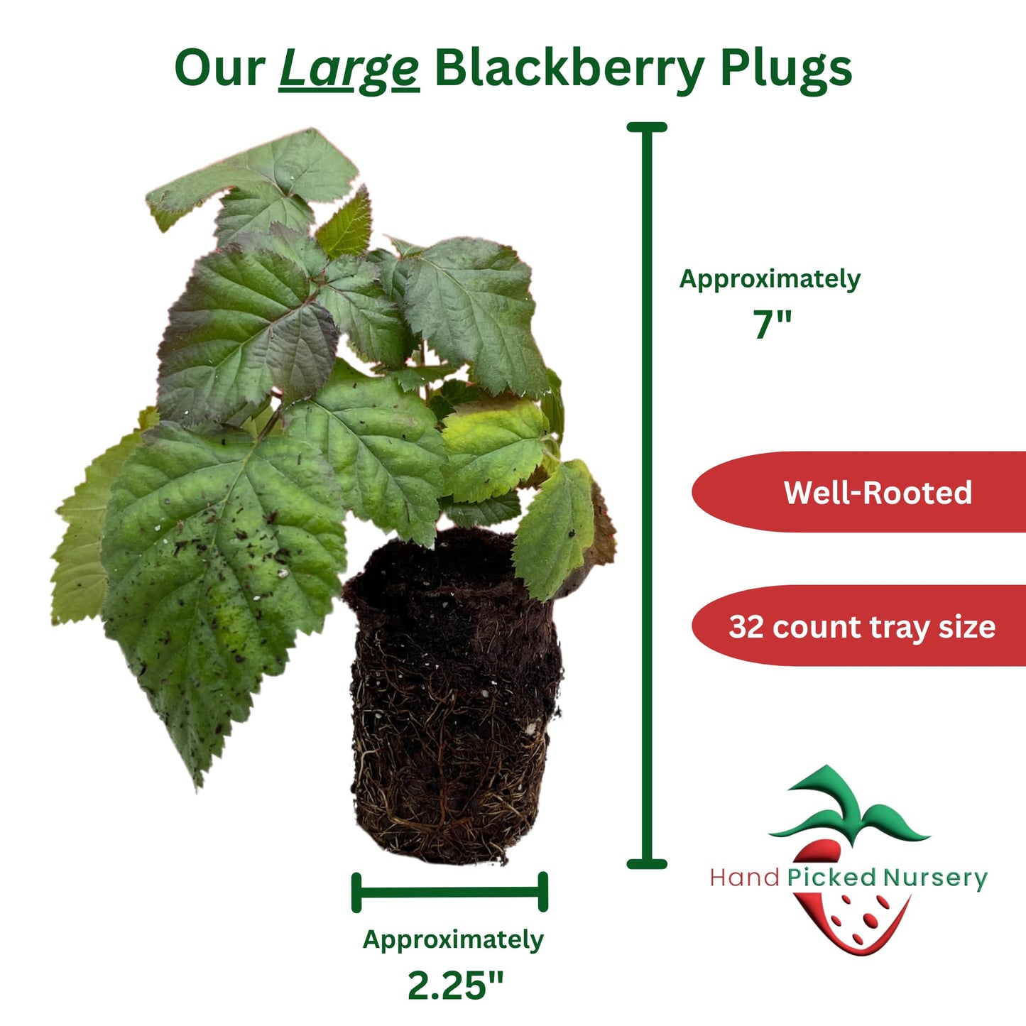 BlackBerry Plants, 'Prime Ark Freedom' Blackberries - Thornless Primocane (First Year Berries) Variety - BlackBerry Plants from Hand Picked Nursery (1)