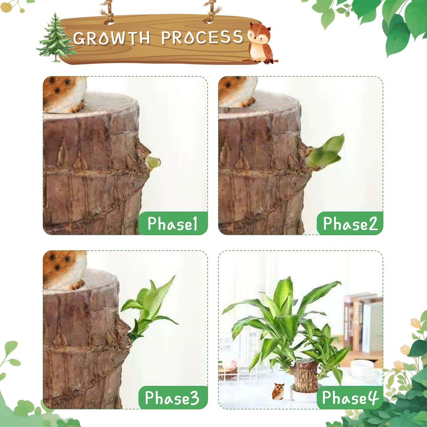 Brazilian Lucky Wood Plant,Fortune Brazil Wood Potted Plant with Owl Figurine,Mini Brazil Decoration, Desk Decor for Home & Office Desktop Planter