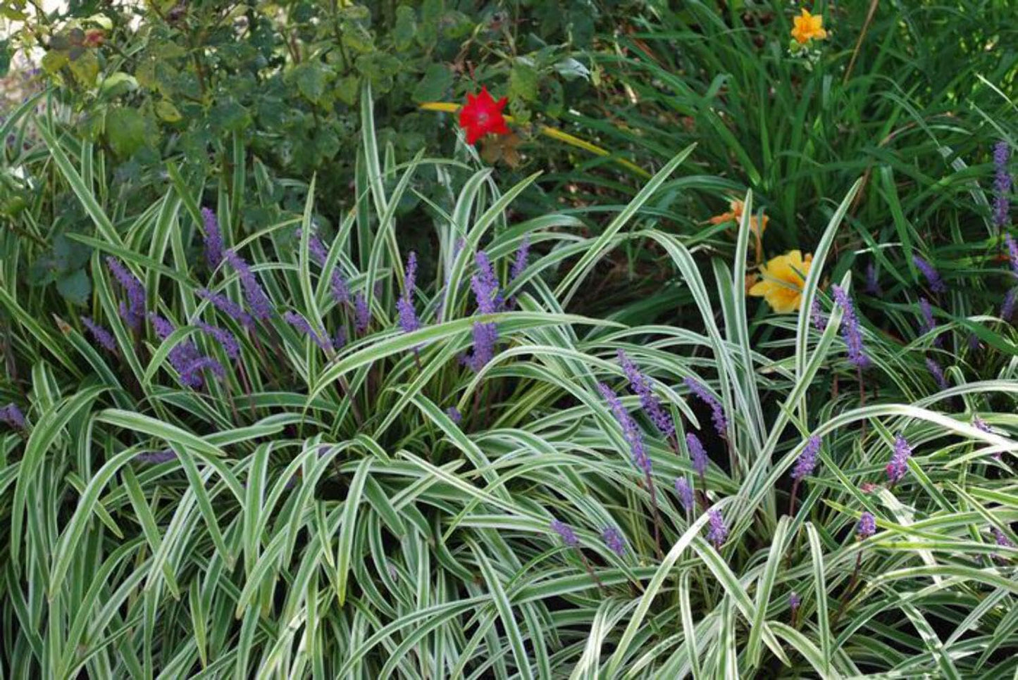 Perennial Farm Liriope M. 'Variegata' (Variegated Lilyturf) – Ornamental Grass in #1 Container, Lilac-Purple Flower Spikes, Variegated Green & Cream Foliage, Shade Tolerant, Great for Borders & Edging