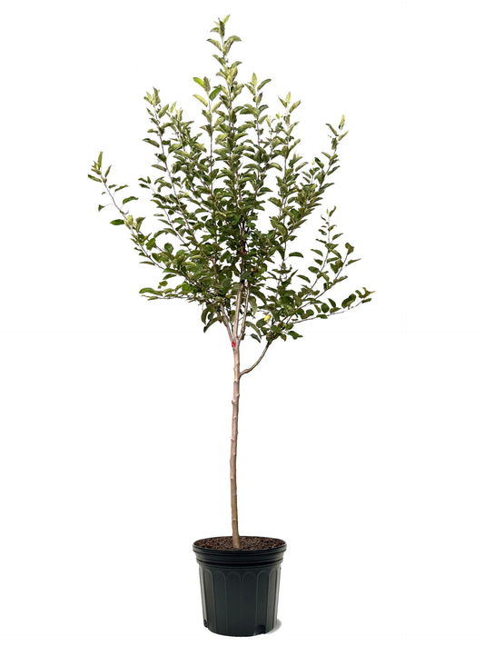 American Plant Exchange Apple Tree 'Jonagold' – Live Fruit-Bearing Plant, 7-Gallon Pot, Cold-Hardy, for Home Orchards, Backyard Gardens & Edible Landscapes