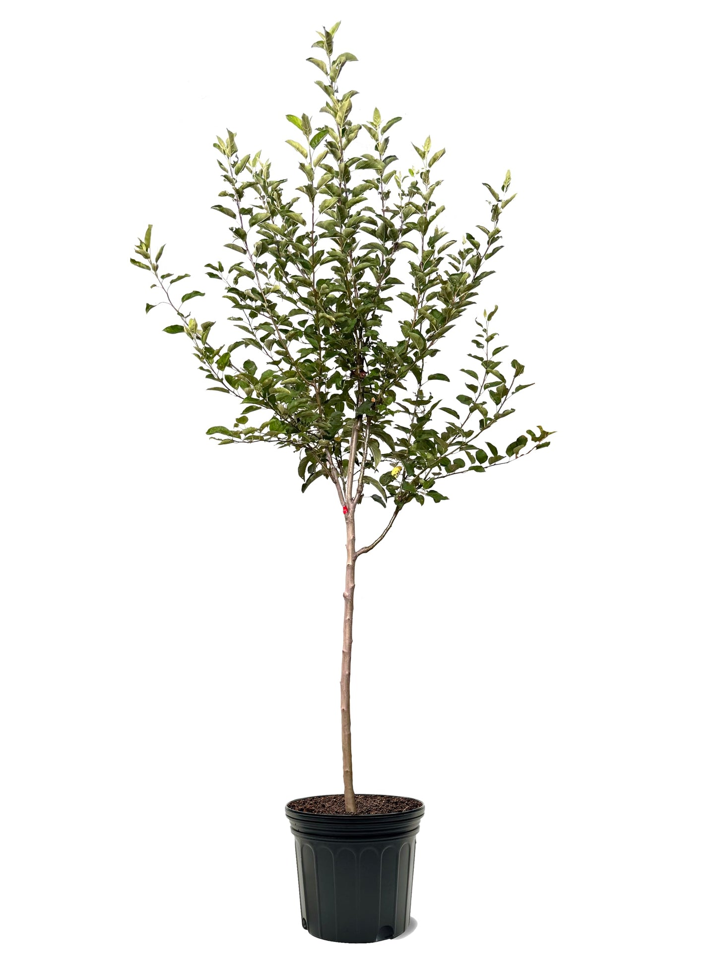 American Plant Exchange Apple Tree 'Semi Dwarf Northern Spy' – Live Fruit-Bearing Plant, 7-Gallon Pot, for Home Orchards, Backyard Gardens & Edible Landscapes