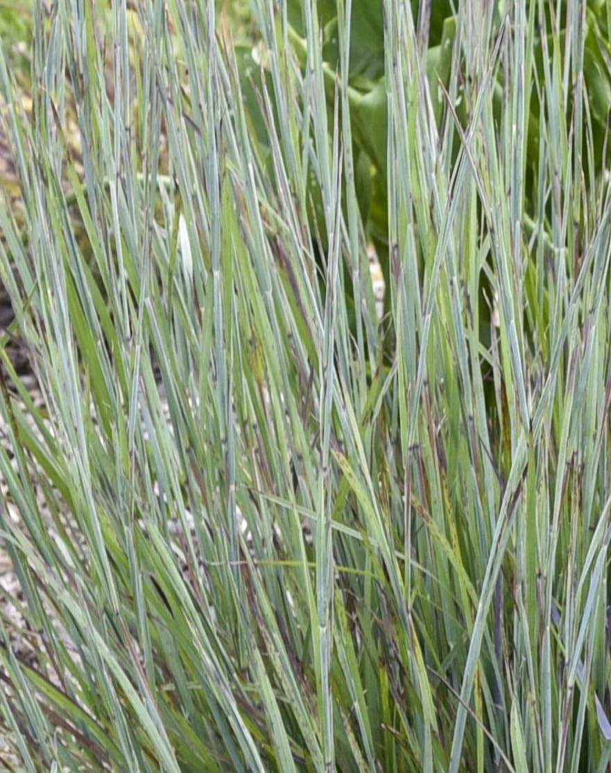 Live Plant from Green Promise Farms - Proven Winners, Schizachyrium scop. Prairie Winds® 'Brush Strokes' Little Bluestem, Blue/red Flowers - #1 Gallon Size Container