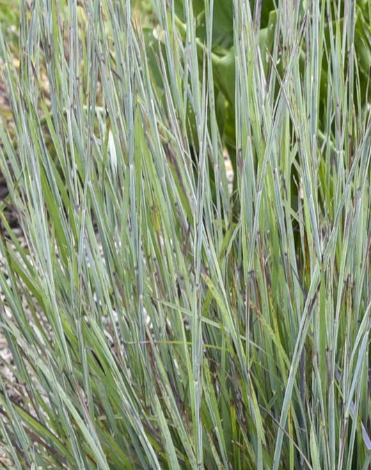 Live Plant from Green Promise Farms - Proven Winners, Schizachyrium scop. Prairie Winds® 'Brush Strokes' Little Bluestem, Blue/red Flowers - #1 Gallon Size Container