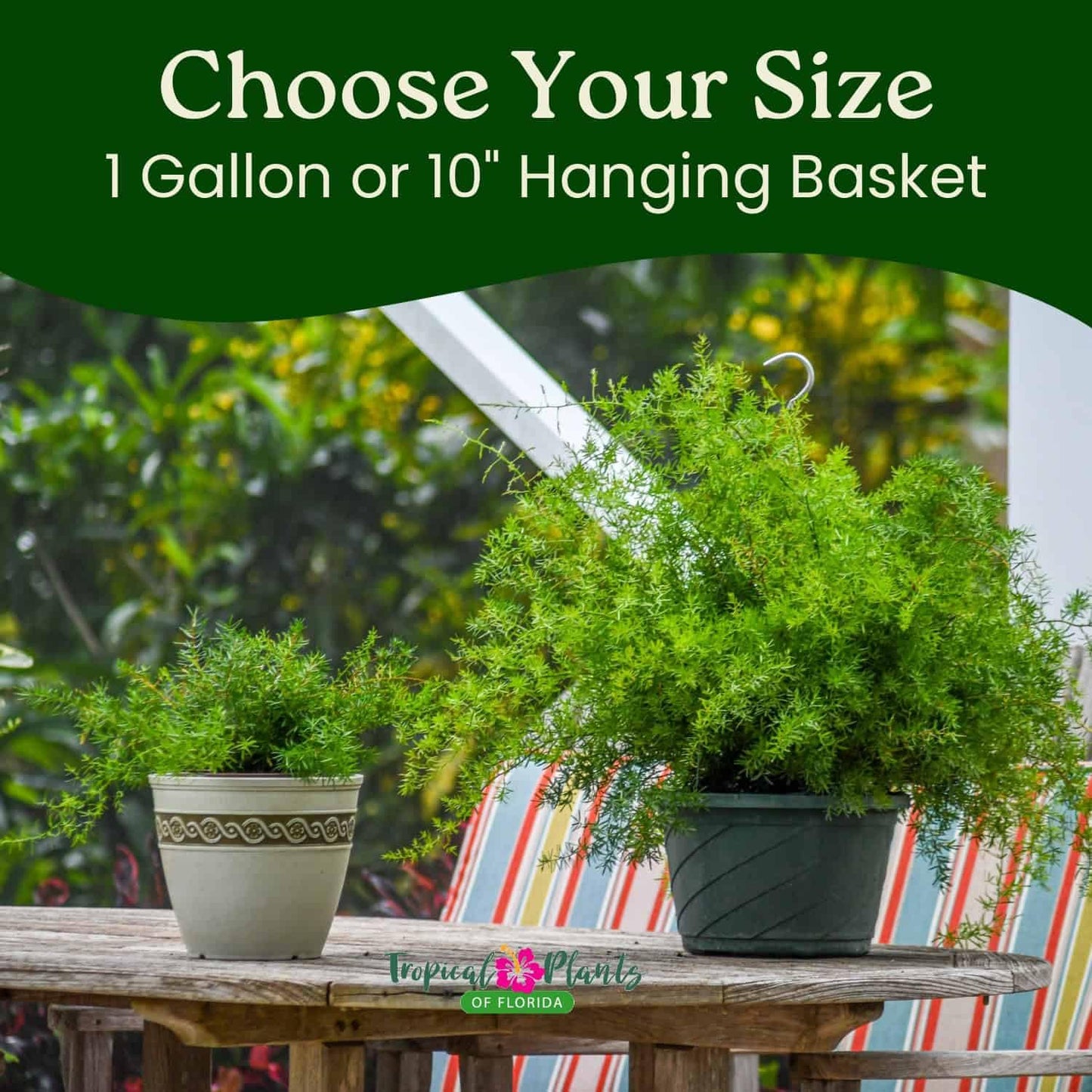 Sprengeri Asparagus Fern Hanging Basket 10" – Live Plant with Lush Green Foliage – Air-Purifying, Easy-Care Houseplant for Indoor & Outdoor Spaces – 24" to 28" Spread – Tropical Plants of Florida