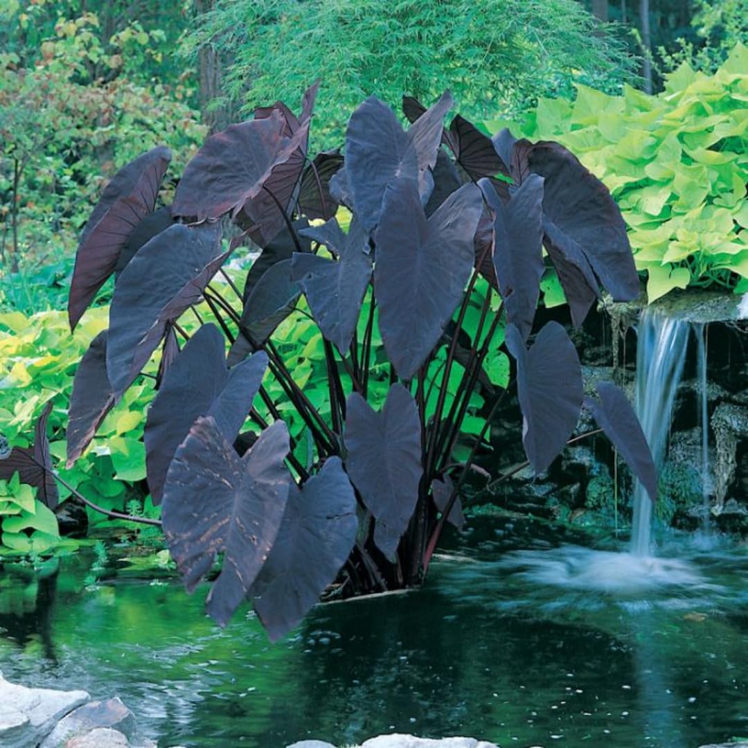 Colocasia Elephant Ears Live Plant, Alocasia Plant, Esculenta Taro Live Houseplant, 5-7 Inc Tall (Black)