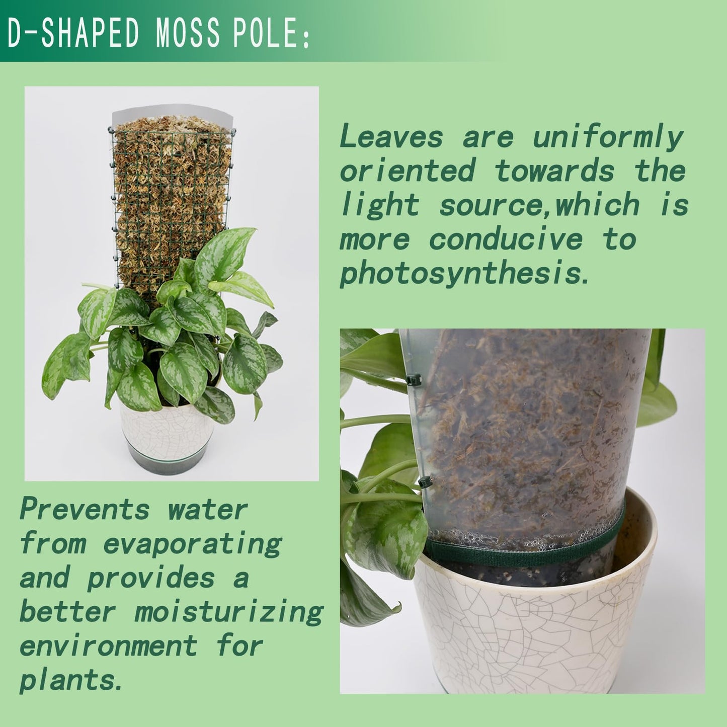 Metal Moss Poles for Climbing Plants, D-Shape Sphagnum Moss Pole Monstera Plant Support for Climbing Plants, DIY Plant Stakes Work with Sphagnum Moss (12ft D-Shaped)