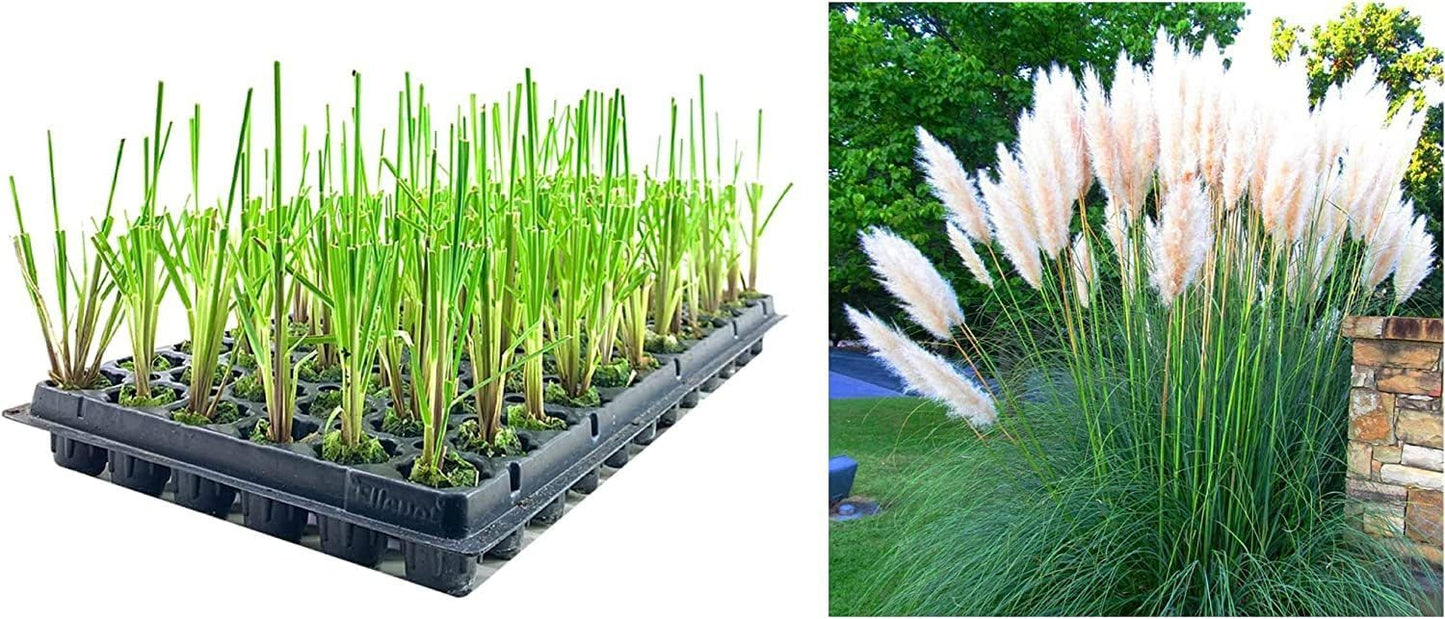 Dwarf Pampas Grass | 3 Live Plants | Cortaderia Selloana Pumila | Compact Low Maintenance Drought Tolerant Ornamental Grass