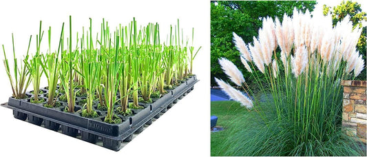 Dwarf Pampas Grass | 3 Live Plants | Cortaderia Selloana Pumila | Compact Low Maintenance Drought Tolerant Ornamental Grass