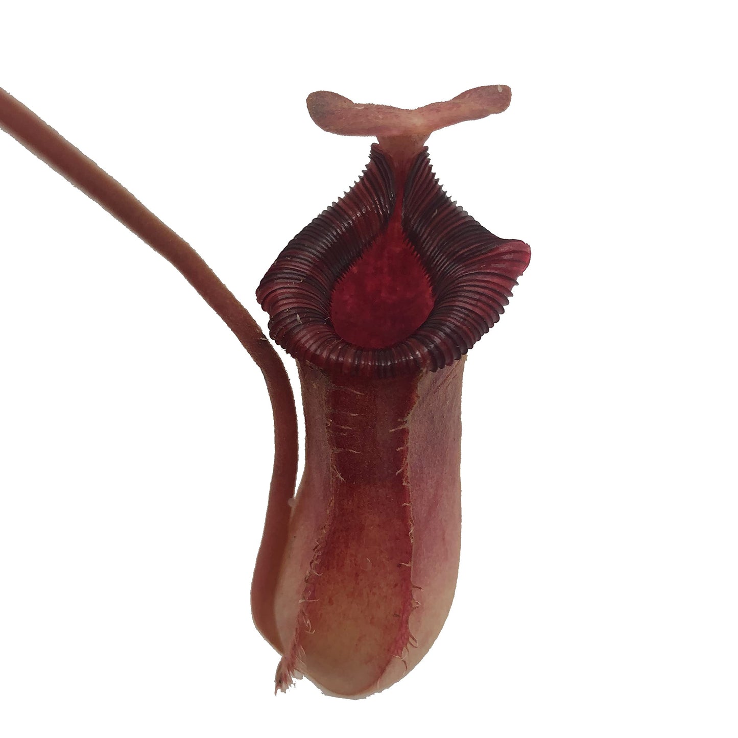 Set of 2 Nepenthes (Briggsiana and Rebecca Soper) Carnivorous Pitcher Plants in 2 inch Pot