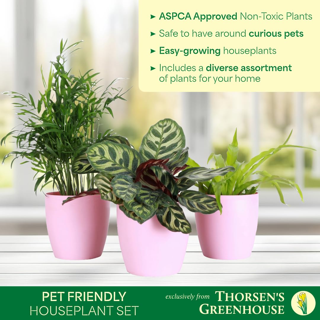 Thorsen's Greenhouse Live Pet Friendly Indoor Houseplants, Live Plants, Safe for Pets, 4" Diameter Pot, 3-Pack (Terra Cotta)