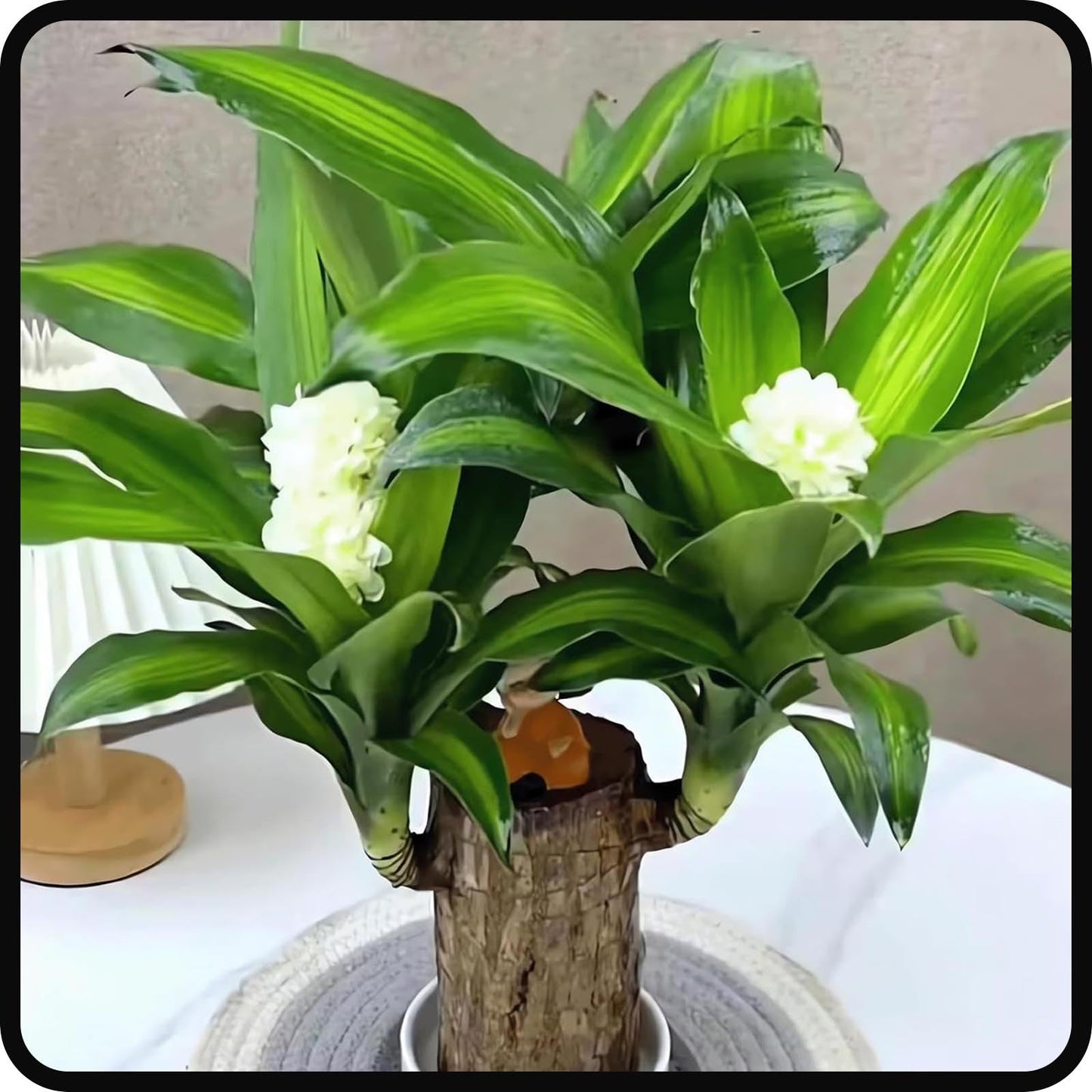 FETNHU Brazilian Wood Plant, Brazillian Wood with Panda Ornaments for Home Office (A)