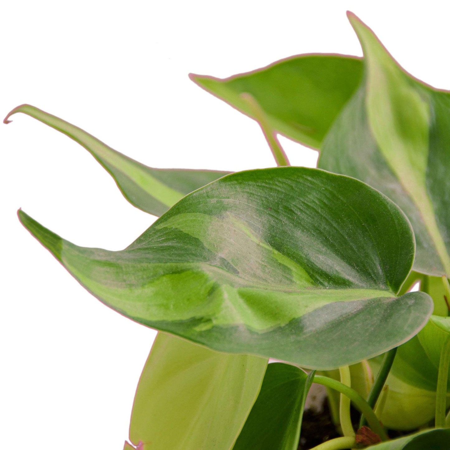 Philodendron 'Brasil' - 6" Pot in 6in Pot - Live Tropical Houseplant - Easy to Grow | Air Purifying | Variegated | USA Growers | The Snobby Leaf