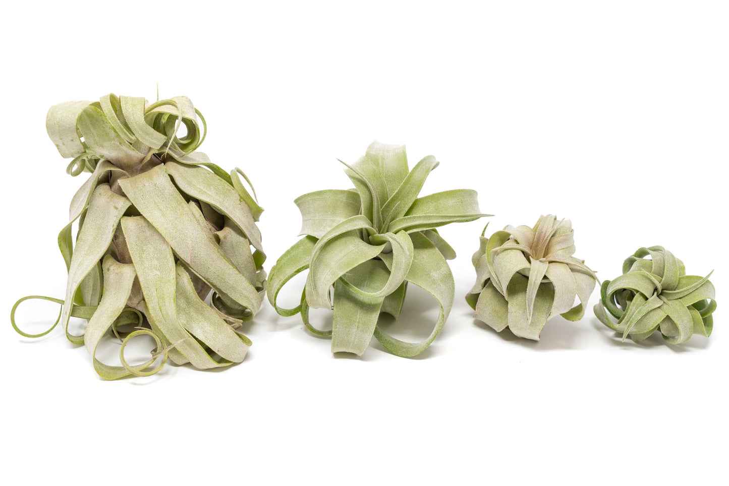 Medium Air Plants Streptophylla - Live Tillandsia Succulent House Plants - Available in Wholesale and Bulk - Home and Garden Decor - Easy Care Indoor and Outdoor Plant (Pack of 1)
