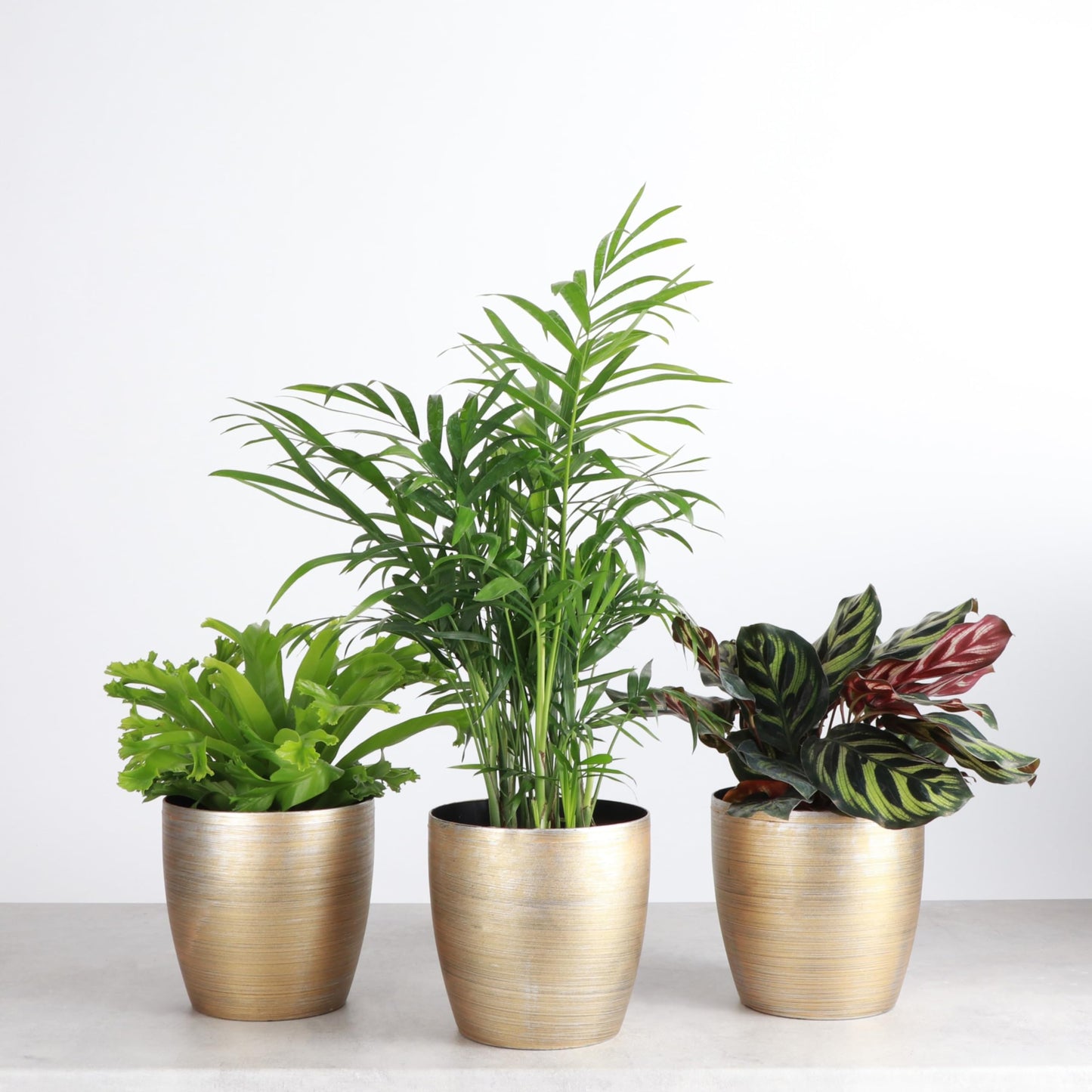 Thorsen's Greenhouse Live Pet Friendly Indoor Houseplants, Live Plants, Safe for Pets, 4" Diameter Pot, 3-Pack (Gold)