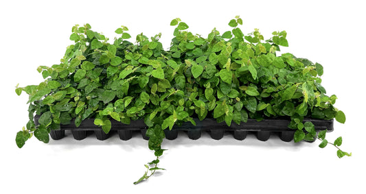 Creeping Fig Vine | 30 Live Plants | Ficus Pumila | Fast-Growing Ground Cover | Evergreen Climbing Vine for Walls & Trellises