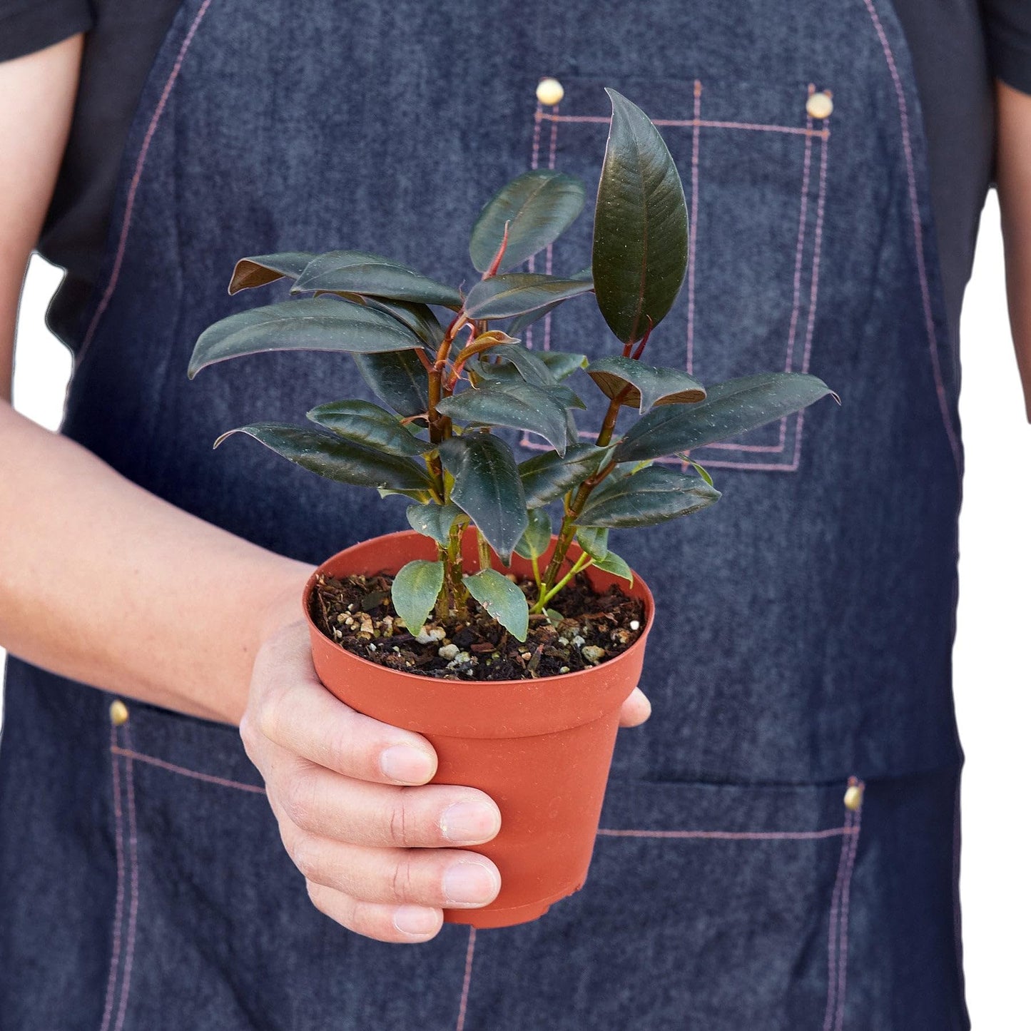 3 Pack Ficus Elastica 'Burgundy' in 4in Pot - Live Plants Tropical Houseplants | Variegated | USA Growers | The Snobby Leaf