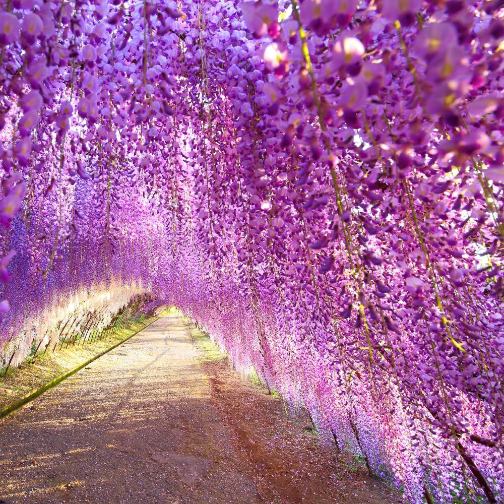 Purple Wisteria Vine Live Plant, 6-12" Tall in 2.5 Inch Pot, Hardy Climbing Flowering Plant for Garden or Patio,Wisteria Tree
