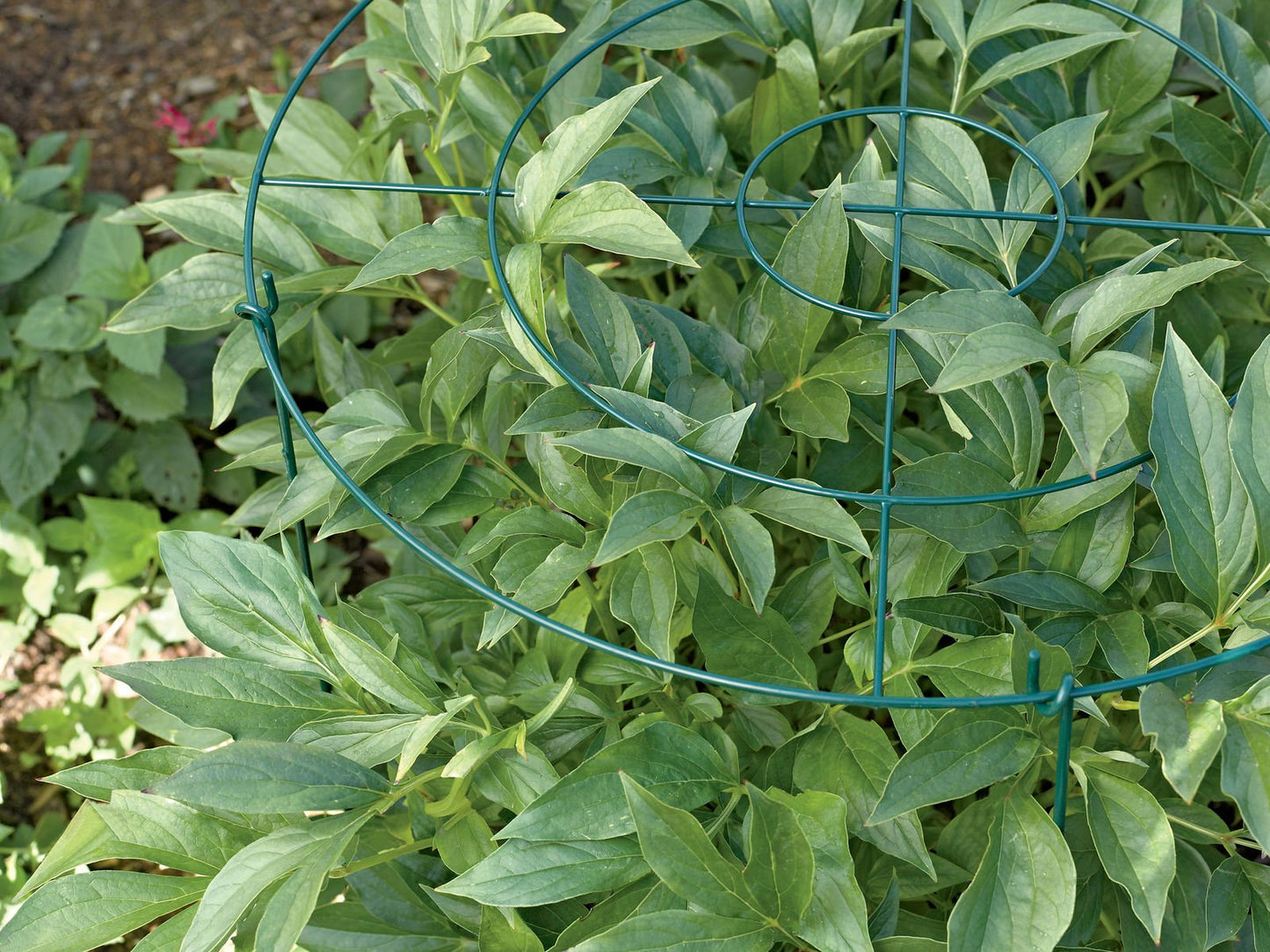 Gardener's Supply Company Grow Through Plant Support | Sturdy Metal Support Frame for Peonies, Roses Flower Garden Cage | Wide Top Rings Bouquet Shape |18" D X 24" H (Set of 3)