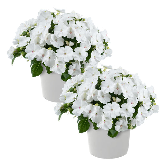 Live Flowering New Guinea Impatiens - White (2 Plants Per Pack), Beautiful Shade Flowers, 12" Tall by 5" Wide in 1 Qt Pot