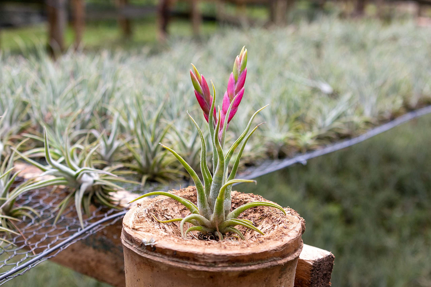 Tillandsia Caput Medusae Air Plants - Live Succulent House Plants - Available in Wholesale and Bulk - Home and Garden Decor - Easy Care Indoor/Outdoor Air Plant (Pack of 5)
