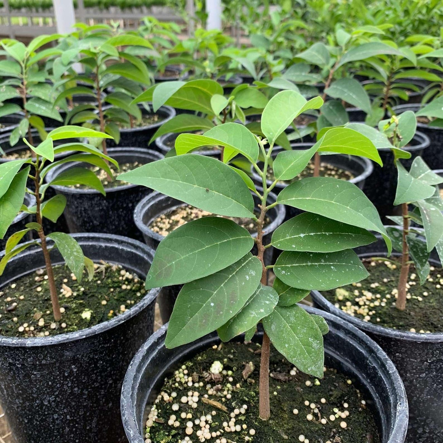 Live Plant - Sugar Apple Live Fruit Tree