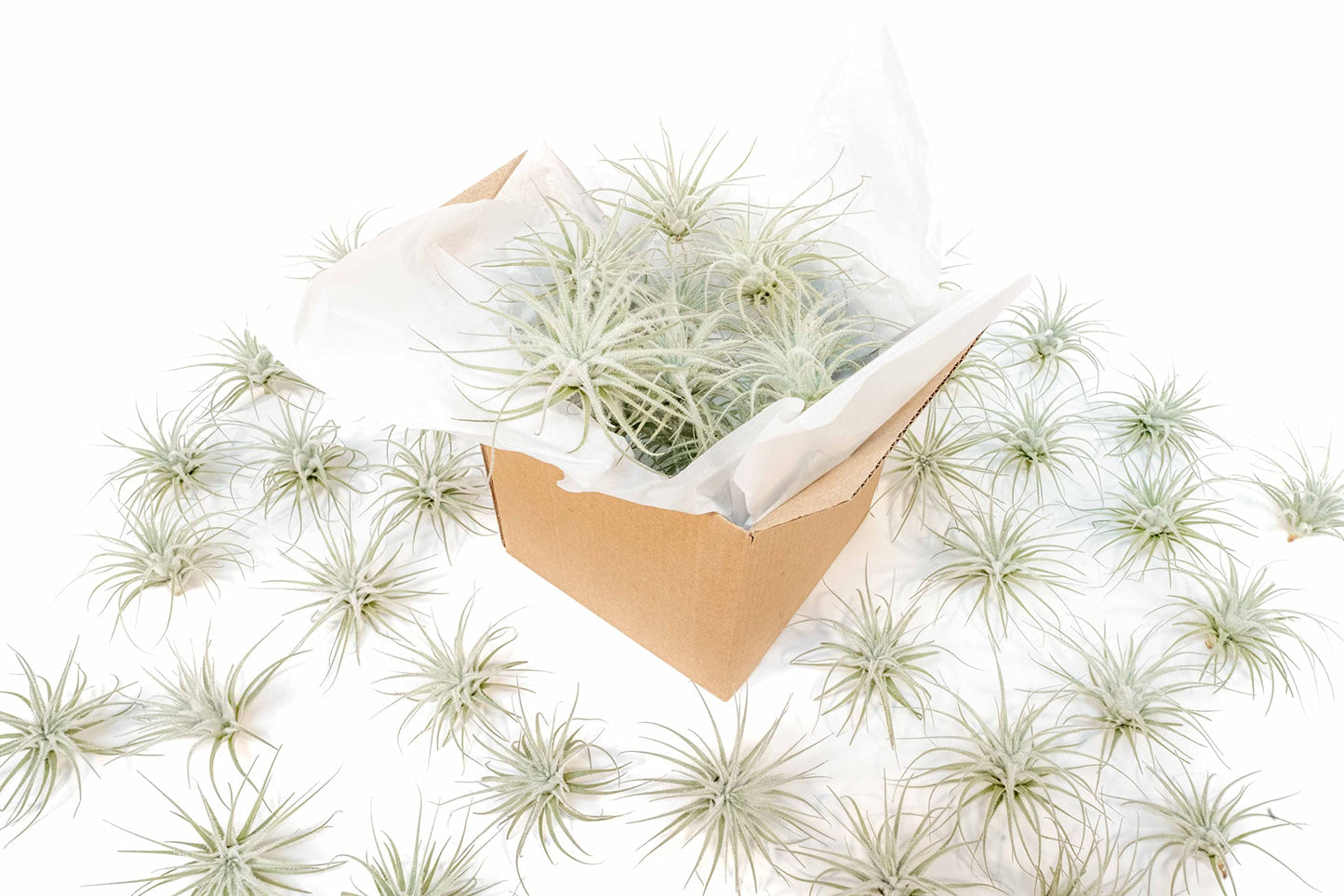 Air Plant Shop 25 Pack Rare Tectorum Ecuador Air Plants - Unique, Bright White, Nursery-Grown Tillandsia House Plant with Fuzzy Trichomes for Terrariums, Driftwood & Living Walls - Wholesale