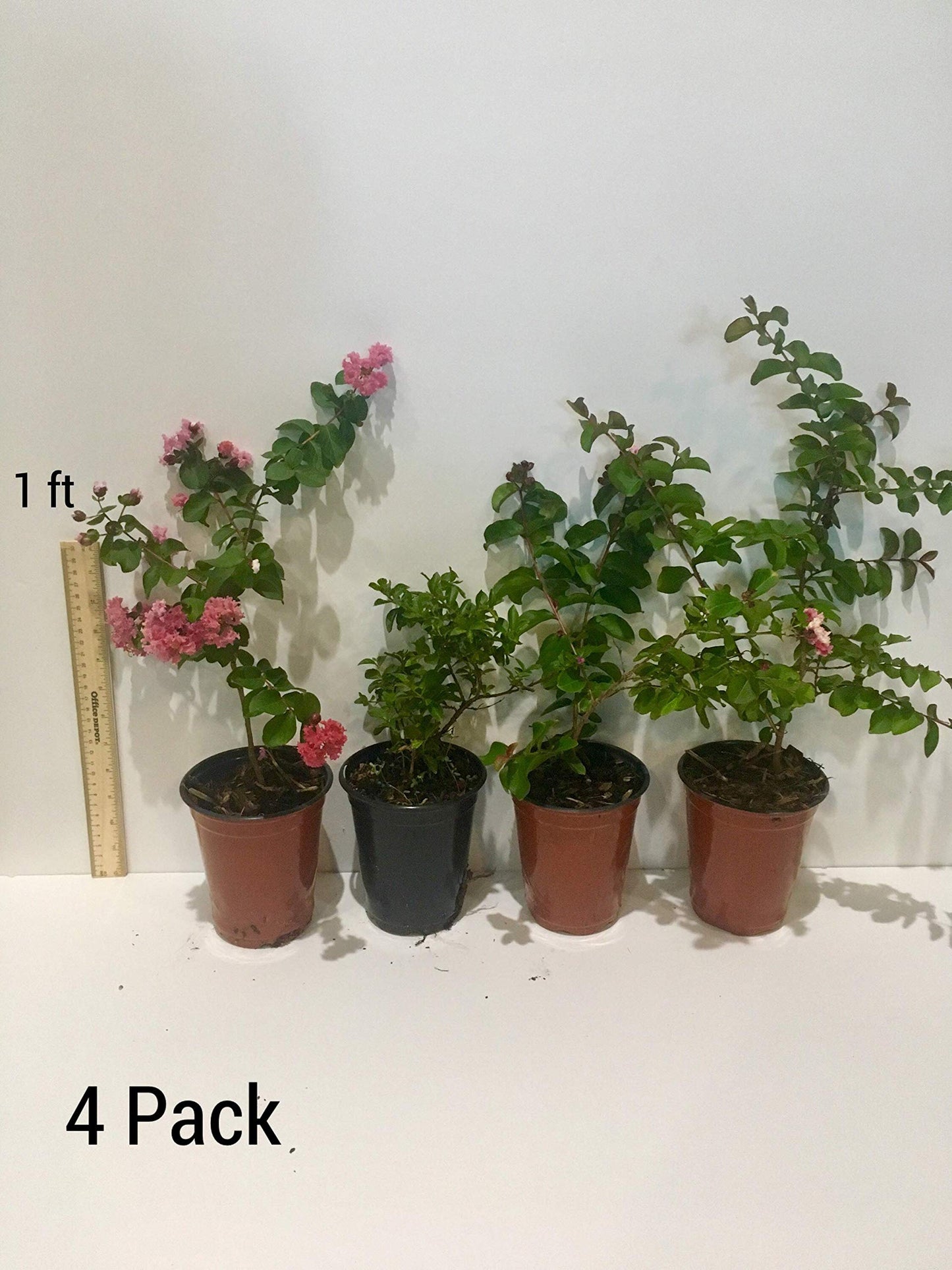 Sioux Crepe Myrtle Trees - Pink Blooms - Quart Containers - FIBROUS Root System - Grown by Crape Myrtle Guy - Live Plants - 1 Foot Tall (9)