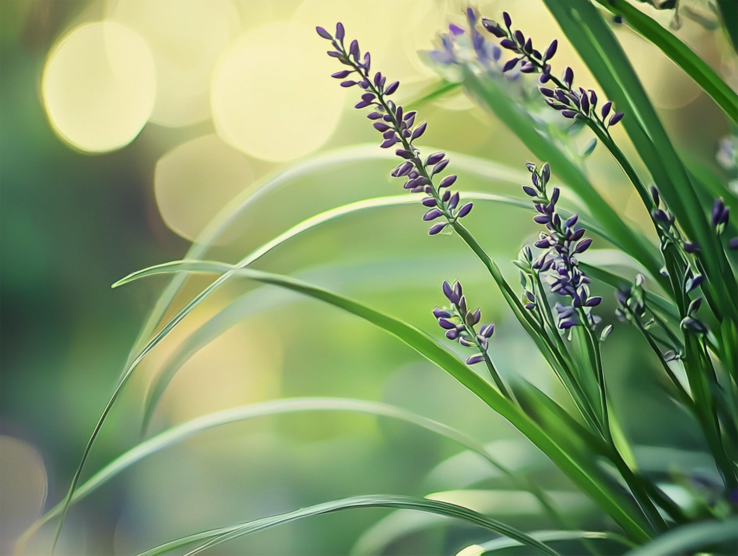 Big Blue Liriope Muscari - 3 Live 4 Inch Pots - Drought Tolerant Low Maintenance Evergreen Plants Grass Lilyturf