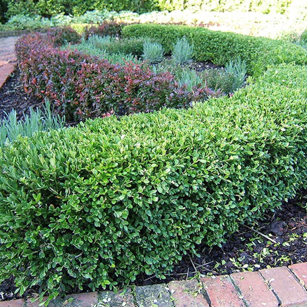 Perfect Plants Wintergreen Boxwood Live Plant, 1 gallon, Includes Care Guide