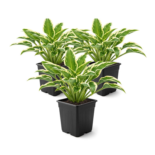 Live Perennial Hosta - Libby (3 Plants Per Pack) Beautiful Accent Plant, 10" Tall by 4" Wide in 1 Qt Pot