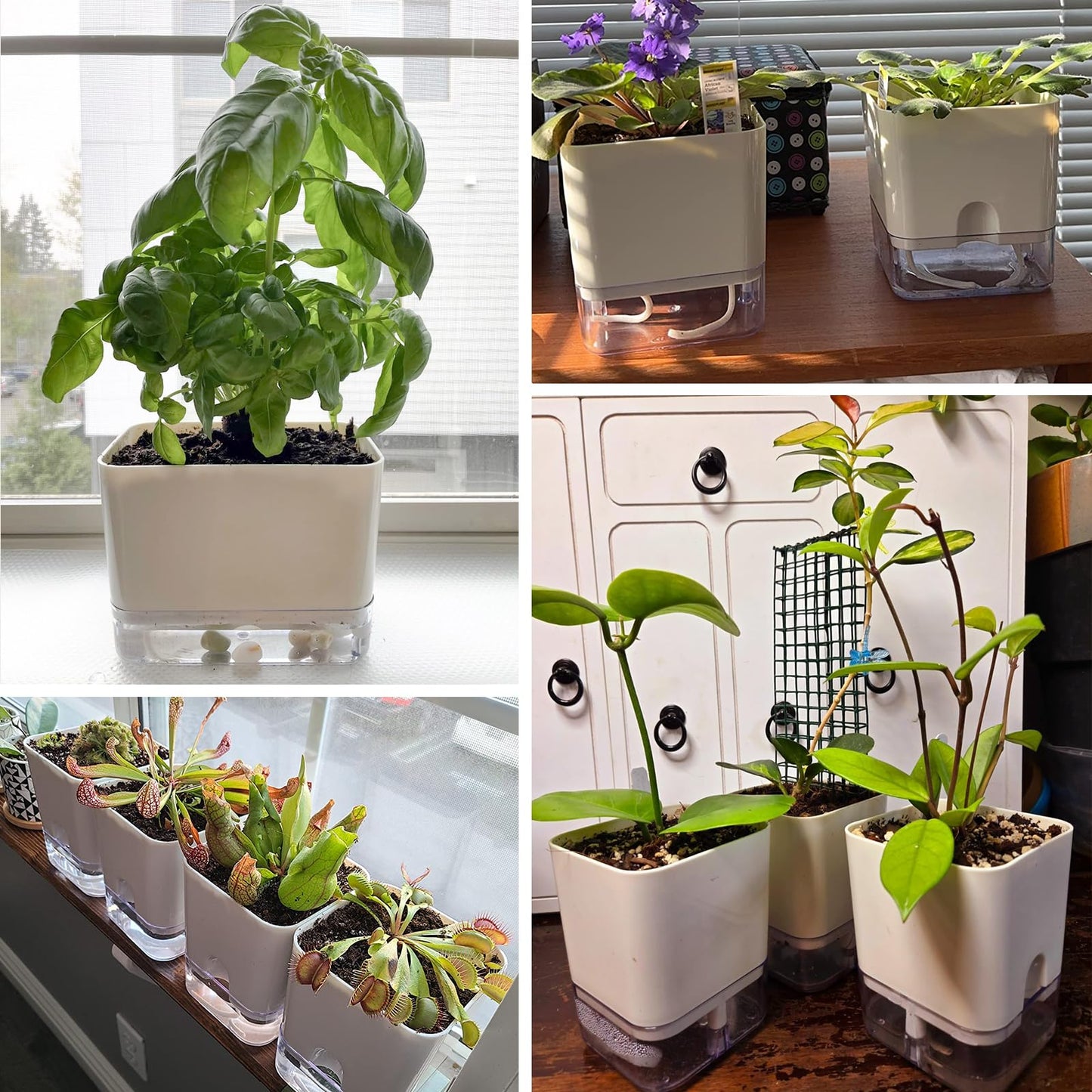 Planterhoma Self Watering Plant Pots for Indoor Plants 5.5 inch, 3 Packs Square Self-Watering Planters with Drainage Hole, White African Violet Pots for Devil's Ivy, Spider Plant, Orchid, Herb
