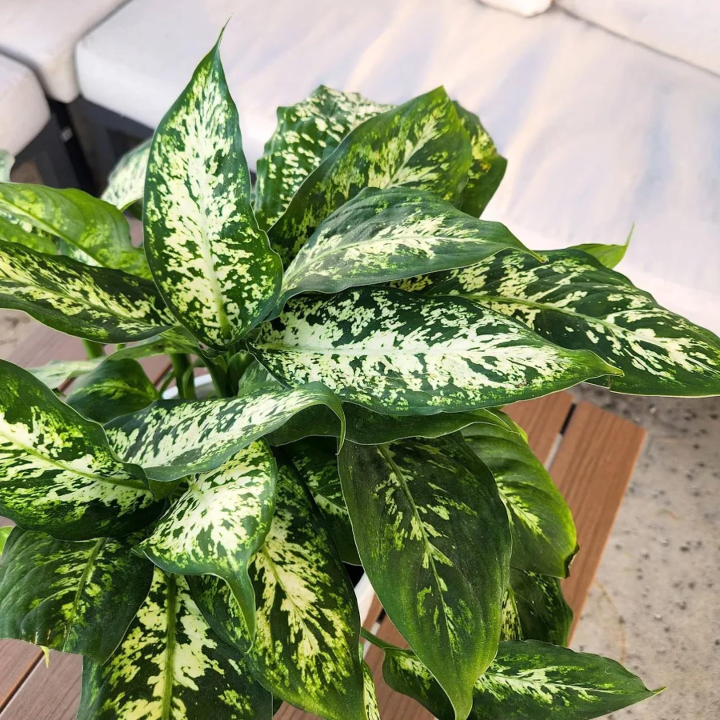Dieffenbachia 'Dumb Cane' Live Indoor Houseplant, Variegated Green and White Tropical Foliage (Big Ceramic)