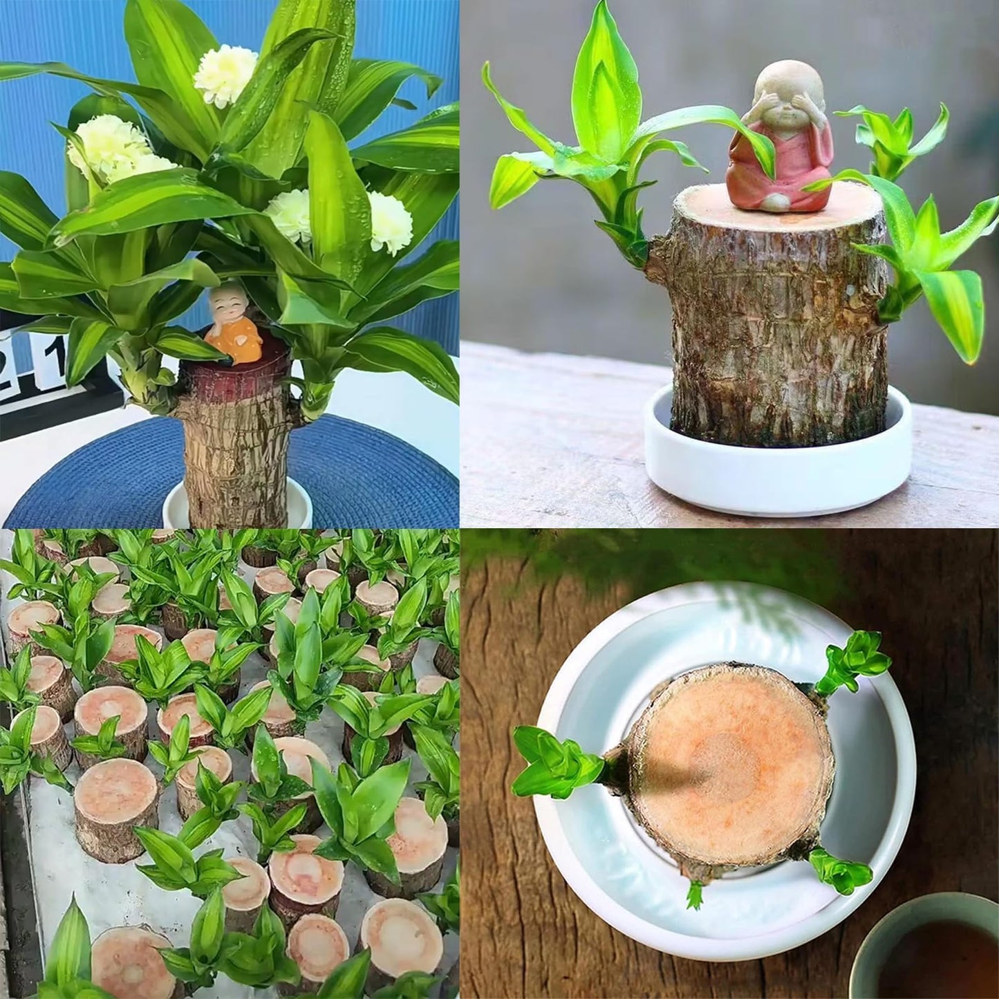 Brazilian Lucky Wood Plant,Brazilian Wood Doesn't Need to Wait to Sprout, Natural Air Cleaner, Suitable for Home Office Desk Decor (Blue)
