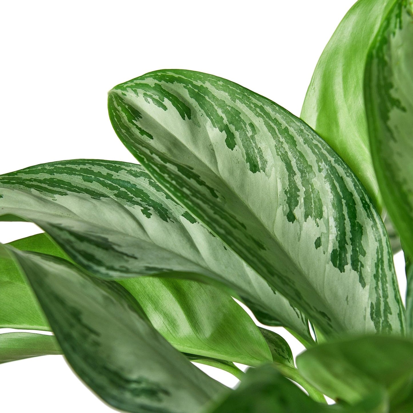 4 Pack Chinese Evergreen 'Silver Bay' in 6in Pot - Live Plants Tropical Houseplants | Variegated | USA Growers | The Snobby Leaf