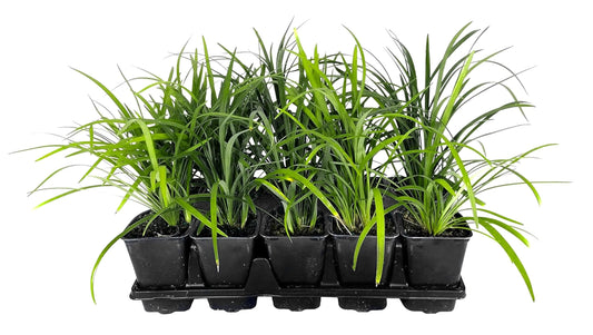 Super Blue Lilyturf - Liriope Muscari - 12 Live 4 Inch Pots - Drought Tolerant Low Maintenance Groundcover Plants
