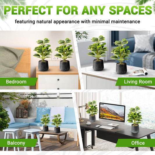 WOHSEROM 2 Pack Realistic Artificial Potted Plants Peperomia Obtusifolia, 11" Small Faux Greenery for Desk, Bathroom, Office, or Home Decor (Evergreen, Maintenance Free)