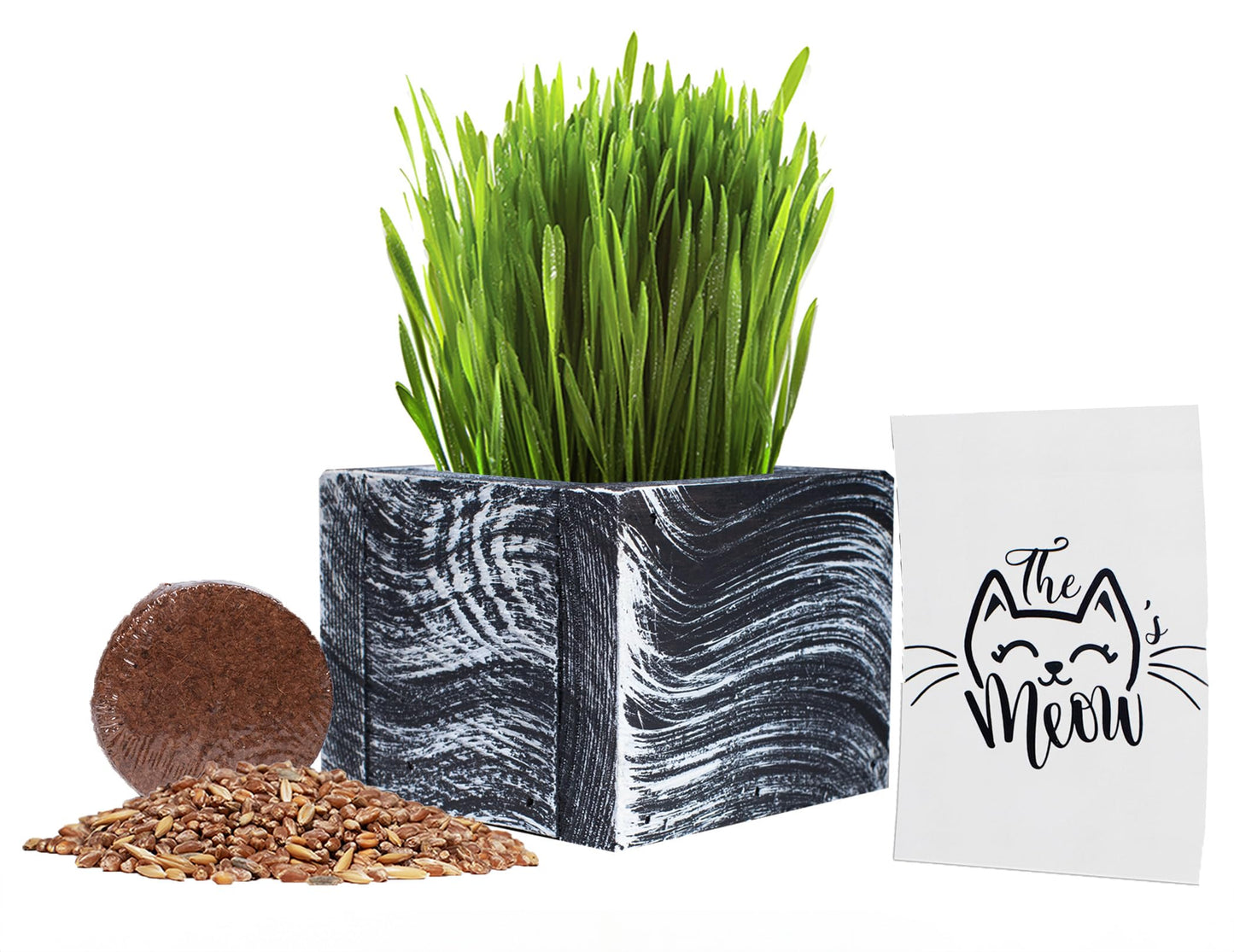 Cali Kiwi Pros Cat Grass for Indoor Cats - Christmas Organic Cat Grass Kit: 4.25" Square Planter with Organic Seeds, Soil Pucks, Hand Made in the USA (Green Gold)