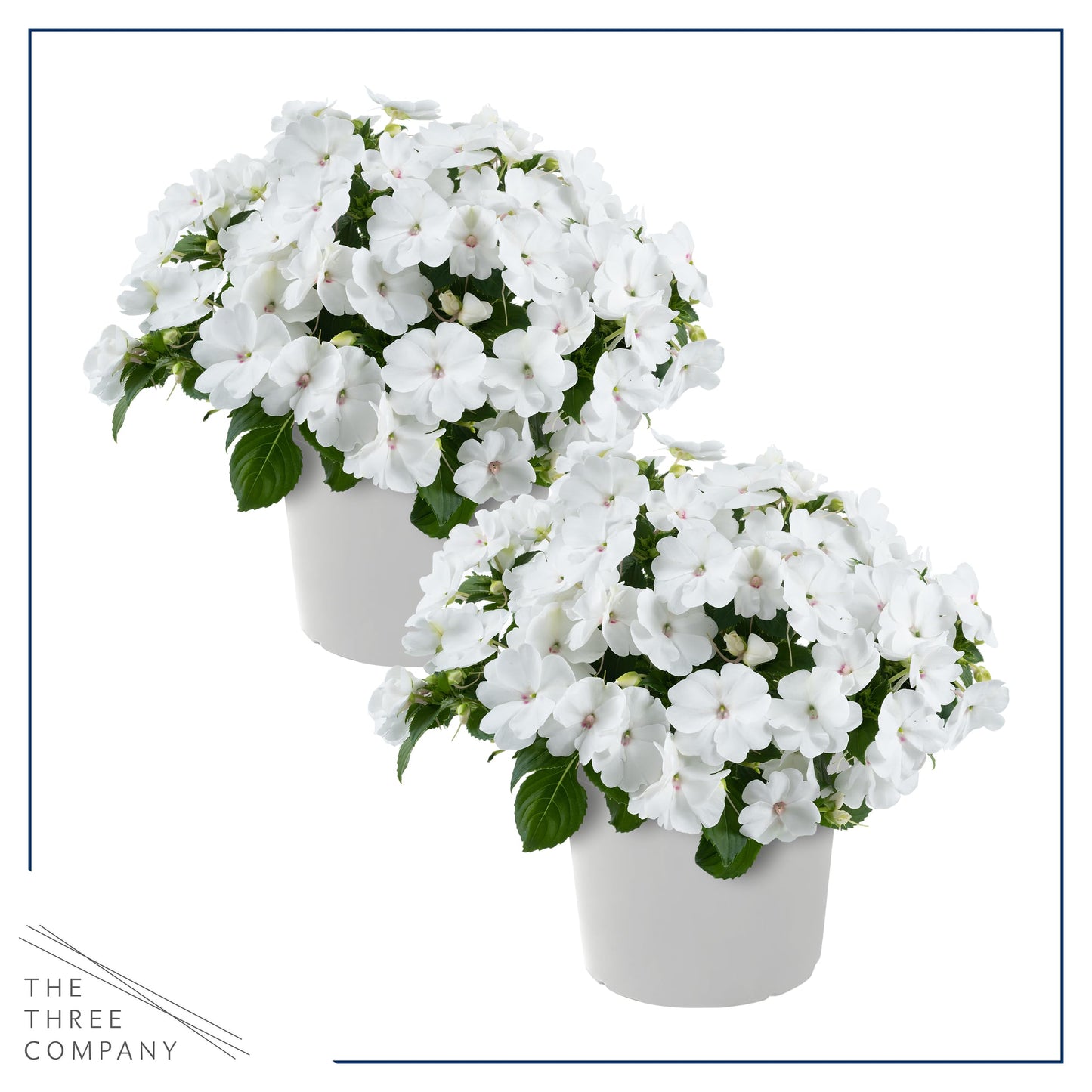 Live Flowering New Guinea Impatiens - White (2 Plants Per Pack), Beautiful Shade Flowers, 12" Tall by 5" Wide in 1 Qt Pot
