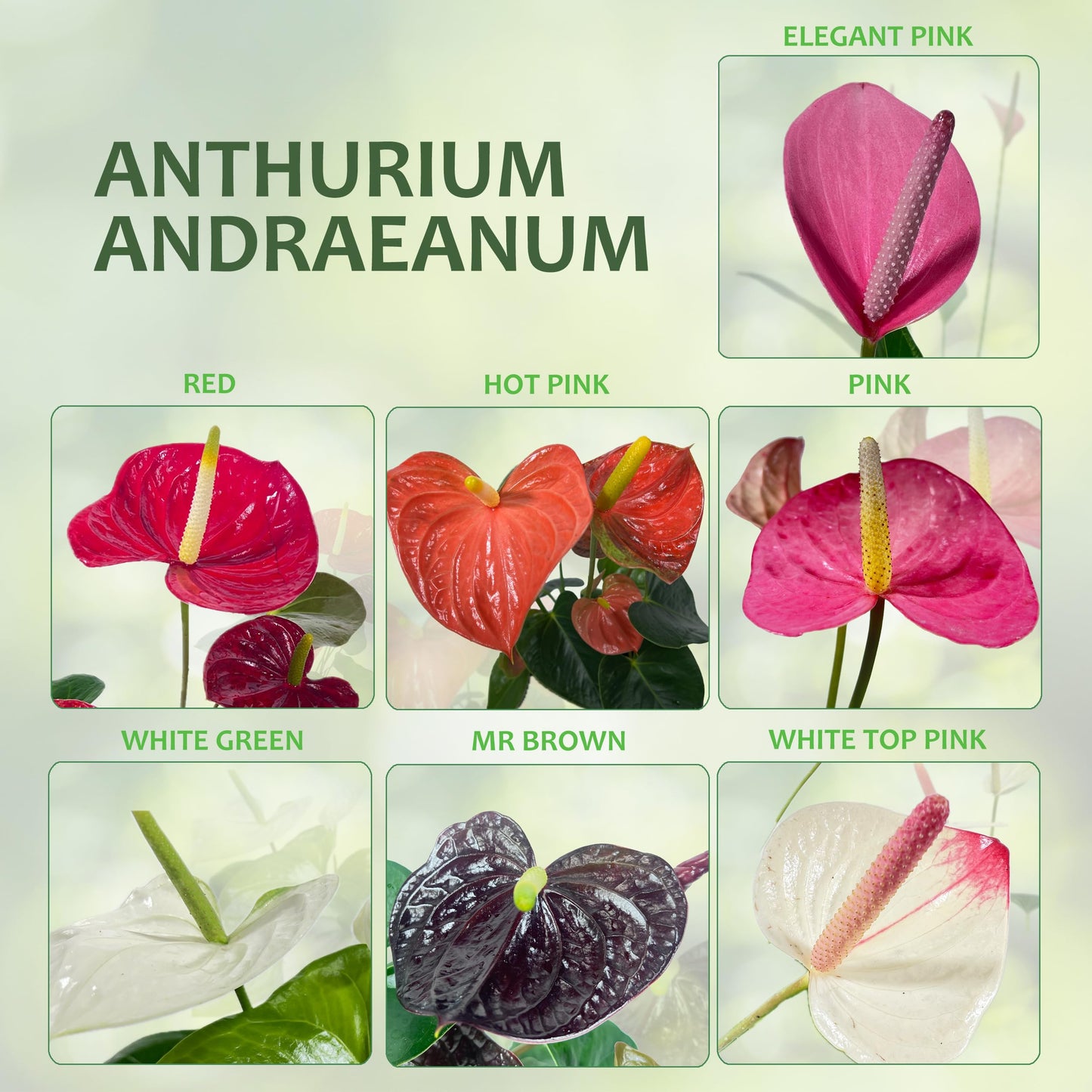 LEAL PLANTS ECUADOR Anthurium Andraeanum Mr Brown Live Plant (Pack of 2) Easy Care, Air-Purifying Indoor Plant for Wellness & Home Decor, Office Desk, Unique Sustainable Gift