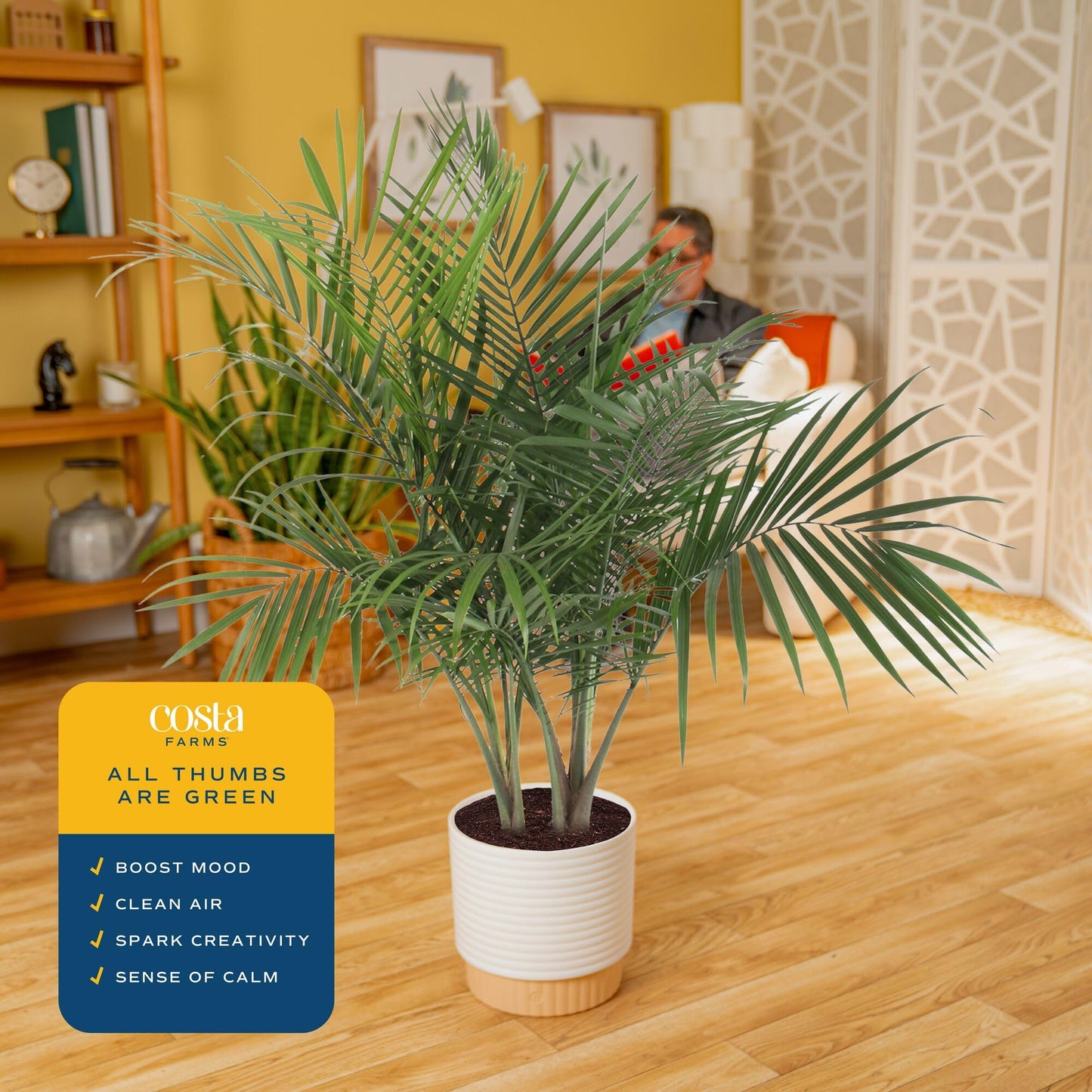Costa Farms Majesty Palm Live Plant in Decorative Pot, Indoor Houseplant, Perfect for Home, Room, or Office Decor, Great House Warming or Birthday Gift, 3-4 Feet Tall