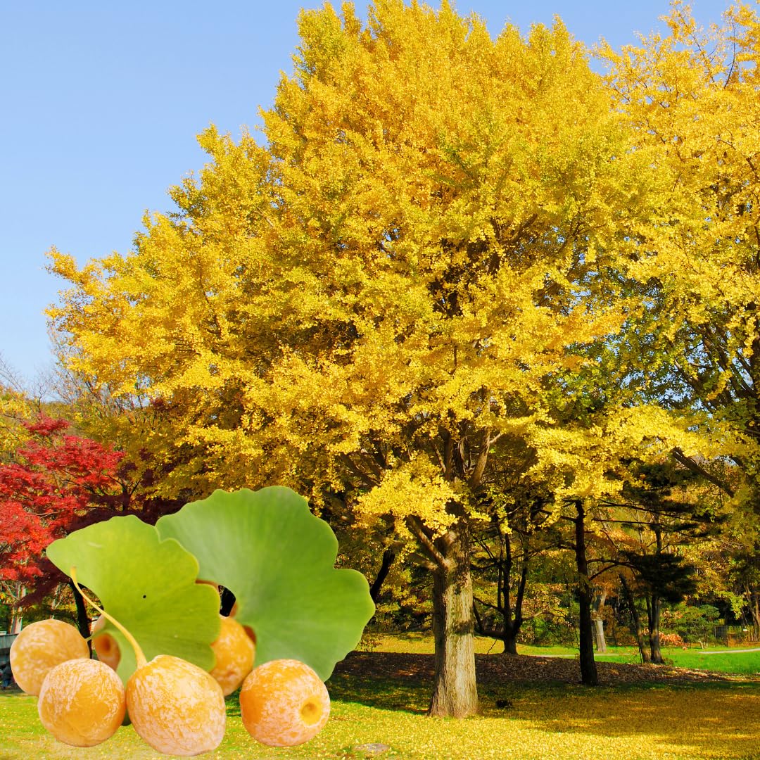 1 Year Old Ginkgo Tree Live Plant for Outdoor Growing, 6-8 Inches in Tall in 4" Pot