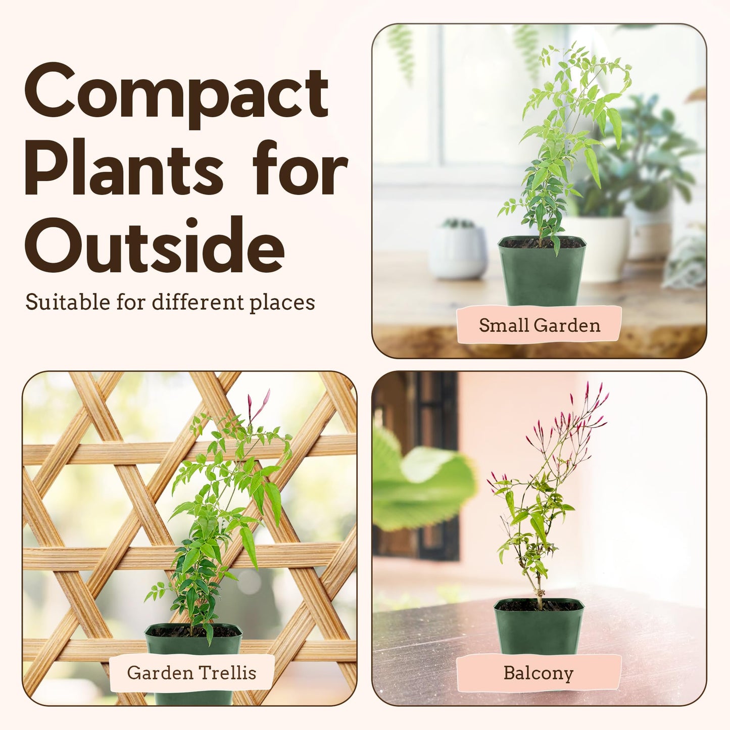 My Shelfie - Mini Pink Jasmine Plant Vine, Jasmine Plant Starter in 2-Inch Pot, Live Plants Outdoor Setting, Jasmine Plant Live Grows to 3-5 Inches, Pet-Friendly, 3-Piece