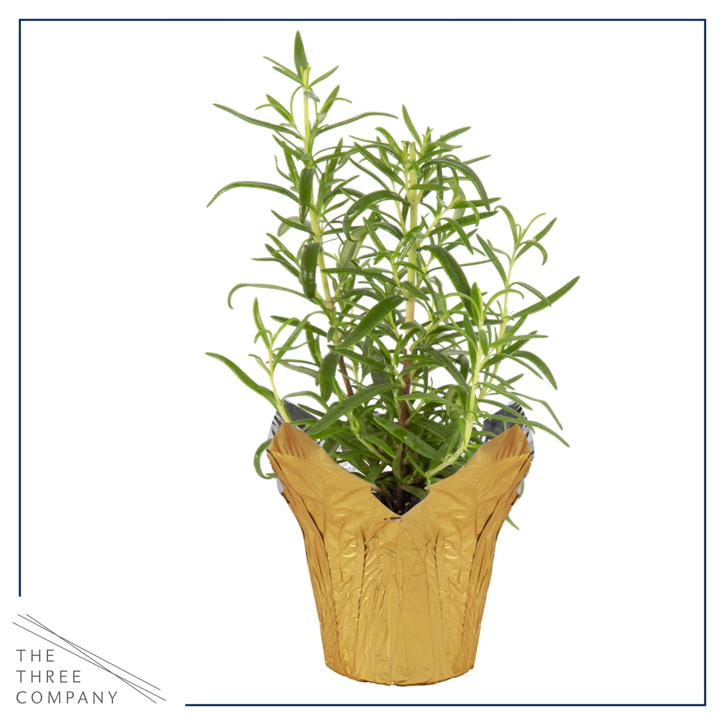 Live Aromatic and Healthy Herb - Rosemary, Improves Breathing, Wrapped in Deco Cover, 14" Tall by 6" Wide in 1.25 Quart Pot