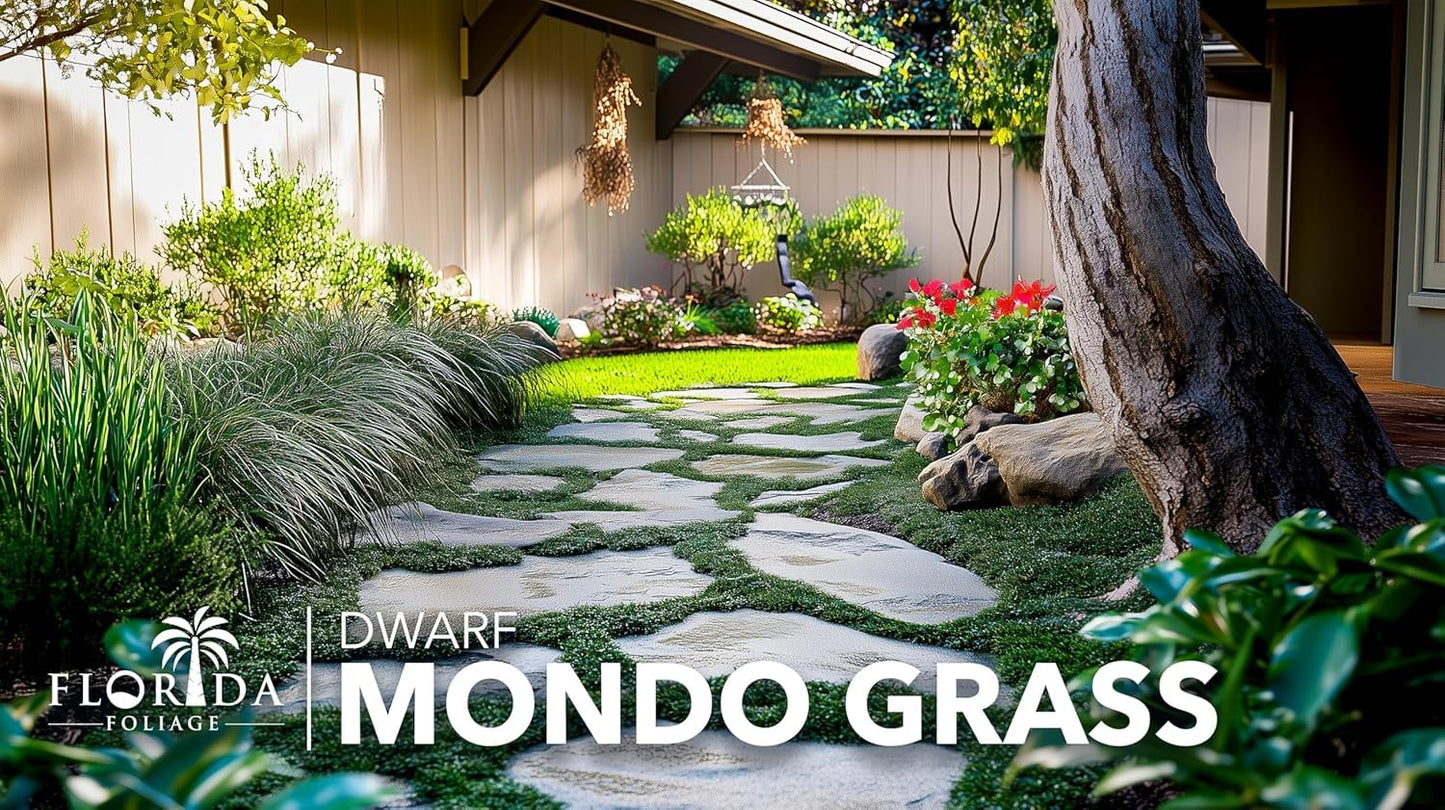 Dwarf Mondo Grass | 5 Large 4 Inch Pots | Ophiopogon Japonicus Nanus | Live Evergreen Shade Loving Groundcover